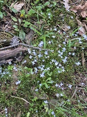 Houstonia caerulea