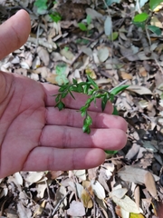 Epipactis leptochila