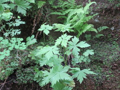 Aconitum noveboracense