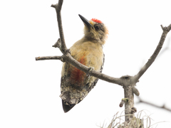 Melanerpes rubricapillus