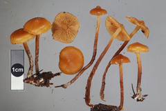 Galerina sideroides