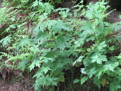 Aconitum noveboracense