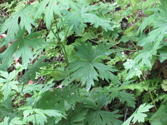 Aconitum noveboracense