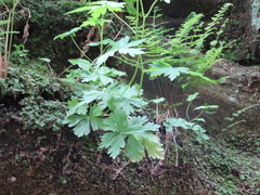 Aconitum noveboracense