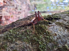 Pachyrhamma acanthocerum