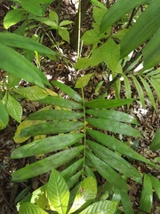 Ptychosperma elegans