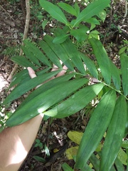 Ptychosperma elegans