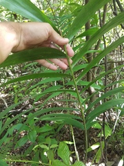 Ptychosperma elegans