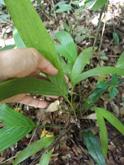 Ptychosperma elegans