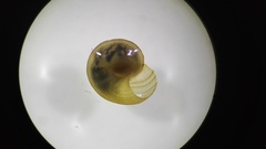 Cochliopina