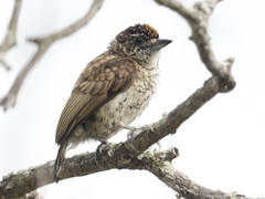 Picumnus squamulatus