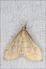 Metasia dicealis