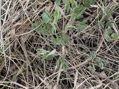 Thalictrum venulosum