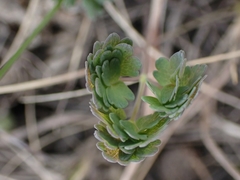 Thalictrum venulosum