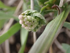 Thalictrum venulosum