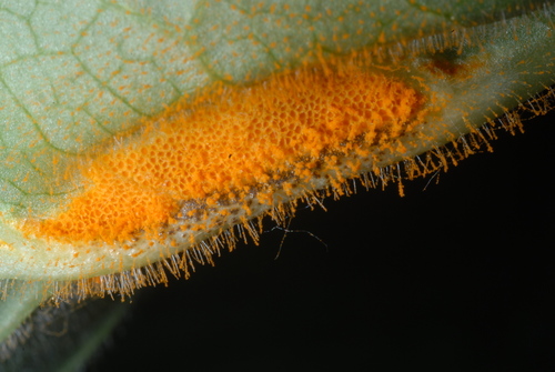 Mayapple Rust