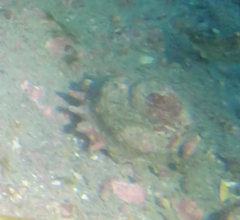 Astraea heliotropium
