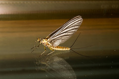Ephemerella subvaria