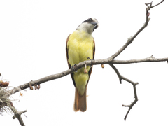 Pitangus sulphuratus
