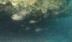 Paratrachichthys trailli