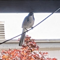 Aphelocoma californica