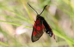 Zygaena exulans