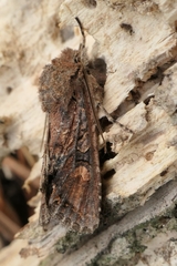 Ichneutica skelloni