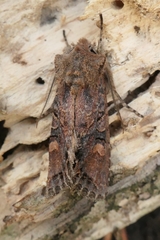 Ichneutica skelloni