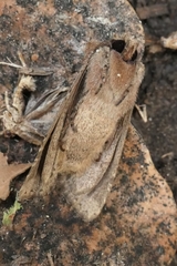 Ichneutica skelloni