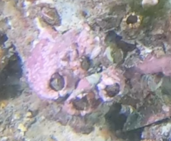 Chthamalus antennatus