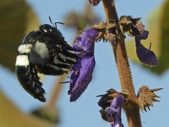 Xylocopa inconstans
