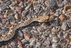 Pituophis catenifer affinis