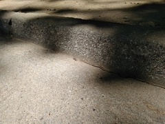 Philodryas chamissonis