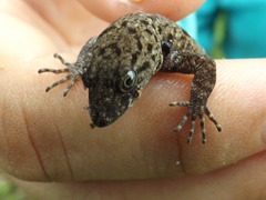 Gonatodes albogularis