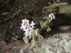 Aeollanthus buchnerianus