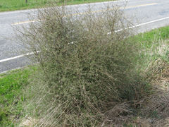Olearia lineata