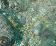 Ciocalypta polymastia