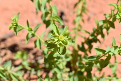 Tithymalus