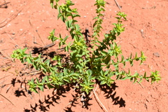 Tithymalus