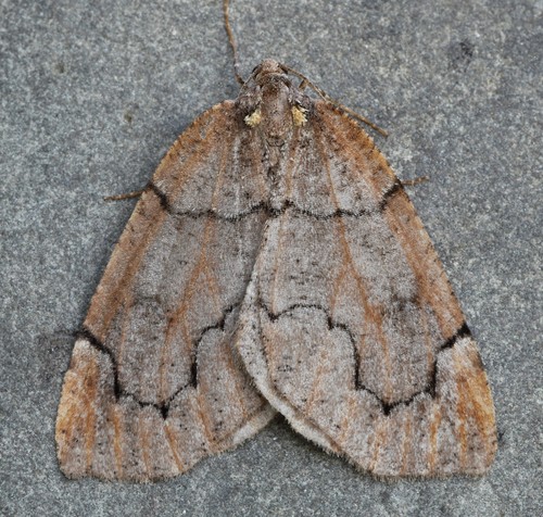 Spodolepis substriataria