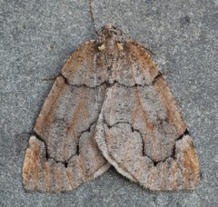 Spodolepis substriataria