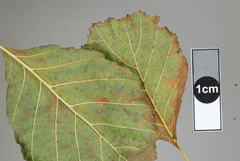 Melampsoridium betulinum