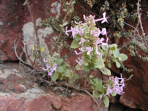 Thorncroftia succulenta, photograph 3
