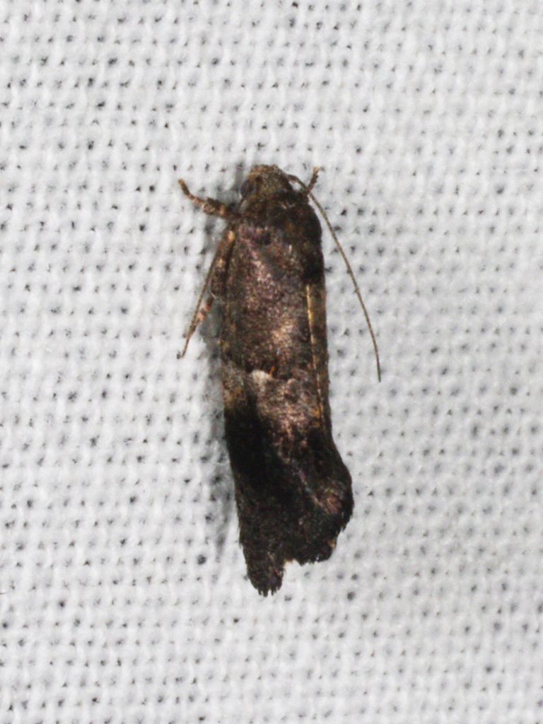 Oxytropha