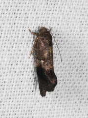 Oxytropha ametalla