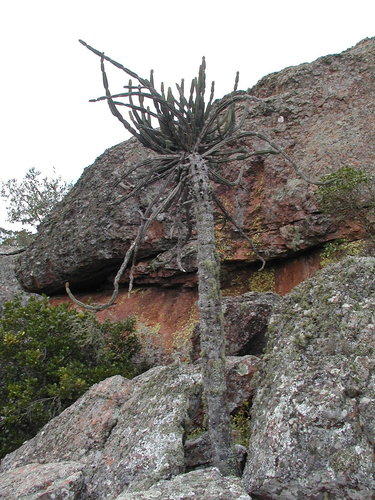 Zoutpansberg Naboom (Euphorbia zoutpansbergensis)