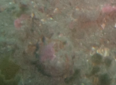 Astraea heliotropium