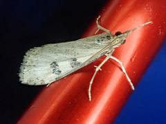 Udea itysalis