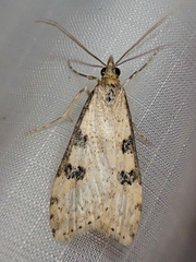 Udea itysalis