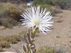 Mesembryanthemum splendens splendens